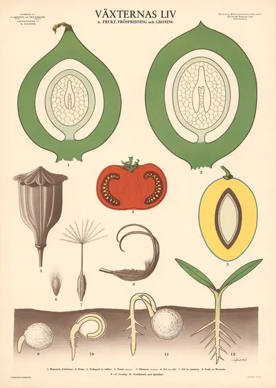 Växternas liv. 6. Frukt, fröspridning och groning by Max Richter, 1950 — digital art print download