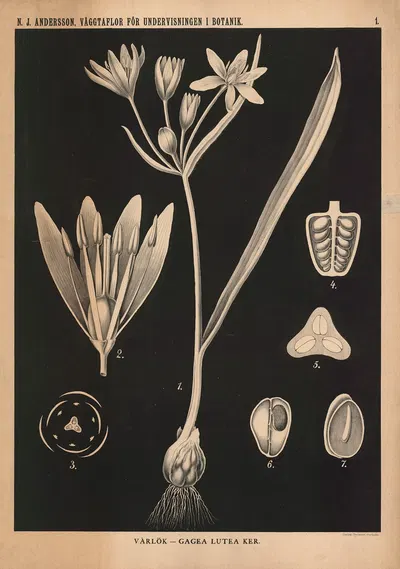 Vårlök – Gagea lutea ker. by Nils Johan Andersson, 1862 — digital art print download