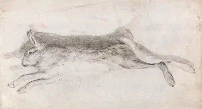 Dead Hare by Andrew Geddes — digital art print download