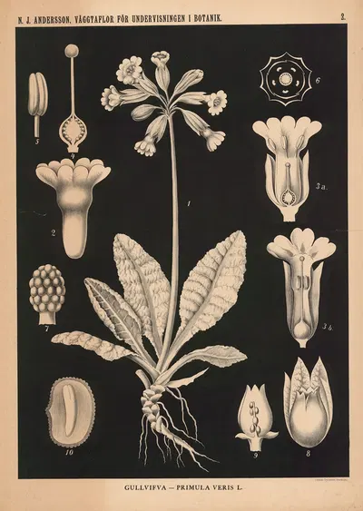 Gullvifva – Primula Veris L. by Nils Johan Andersson, 1862 — digital art print download