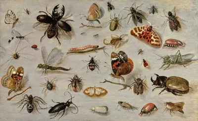 A Study of Butterflies, Moths, Spiders, and Insects by Ян Ван Кессель Старший — digital art print download