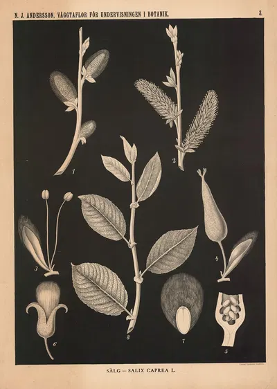 Sälg – Salix Caprea L. by Nils Johan Andersson, 1862 — digital art print download