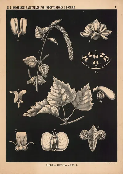 Björk – Betula Alba L. by Nils Johan Andersson, 1862 — digital art print download