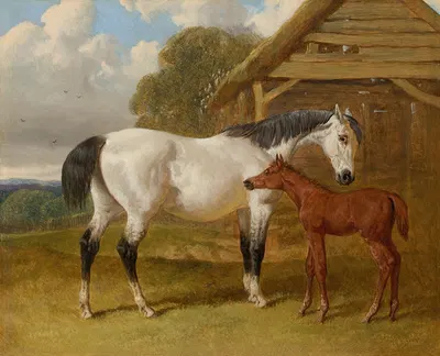 A mare and foal beside a field shelter by Джон Фредерик Херринг-старший, 1854 — digital art print download