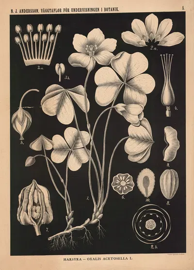 Harsyra – Oxalis Acetosella by Nils Johan Andersson, 1862 — digital art print download