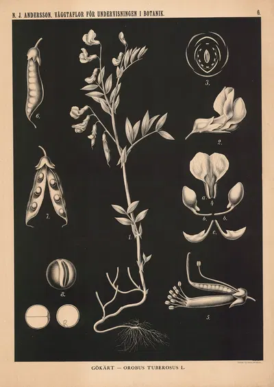 Gökärt – Orobus Tuberosus L. by Nils Johan Andersson, 1862 — digital art print download