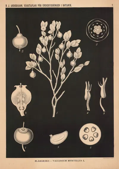 Blåbärsris – vaccinium myrttillus L. by Nils Johan Andersson, 1862 — digital art print download