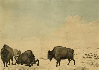 Buffalo Hunt by Peter Rindisbacher — digital art print download