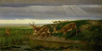 Deer on the Prairie by William Holbrook Beard, 1884 — digital art print download