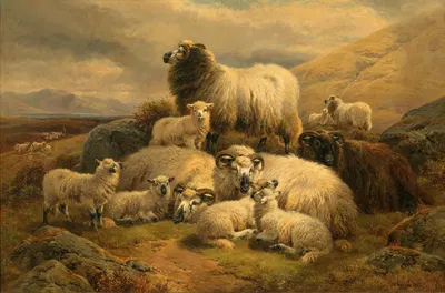 Sheep in the Scottish Highlands by Уильям Уотсон, 1883 — digital art print download