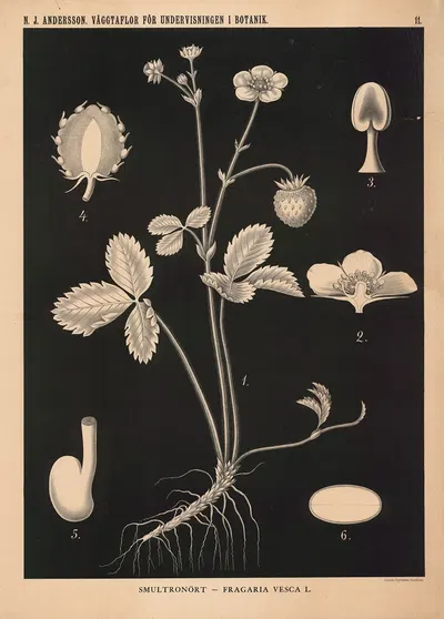 Smultronört – Fragaria Vesca L. by Nils Johan Andersson, 1862 — digital art print download