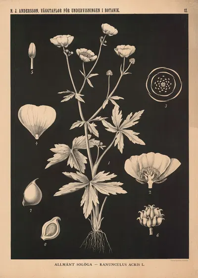 Allmänt solöga – Ranunculus Acris L. by Nils Johan Andersson, 1862 — digital art print download