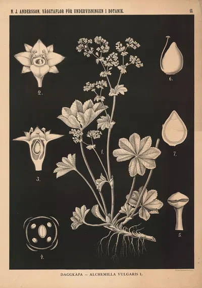 Daggkåpa – Alchemilla Vulgaris L. by Nils Johan Andersson, 1862 — digital art print download
