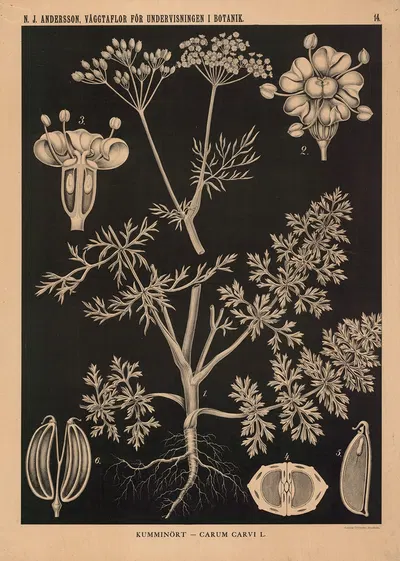Kummenört – Carum Carvi L. by Nils Johan Andersson, 1862 — digital art print download