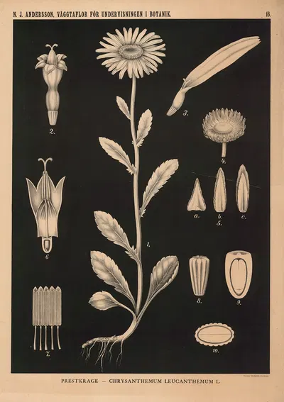 Prestkrage – Chrysanthemum Leucanthemum L. by Nils Johan Andersson, 1862 — digital art print download