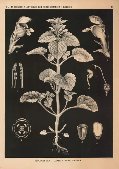 Rödplister – Lamium Purpureum L. by Nils Johan Andersson, 1862 — digital art print download