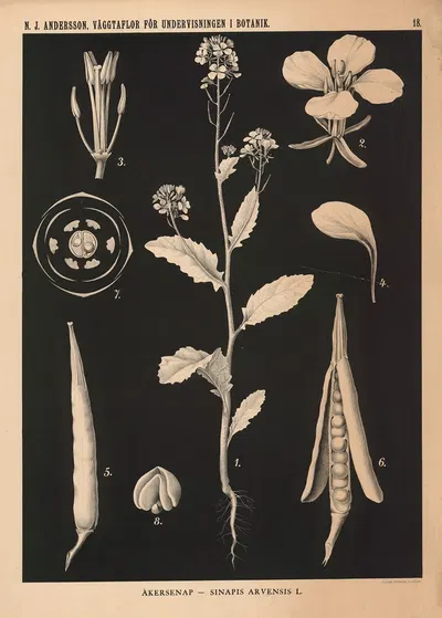 Åkersenap – Sinapis Arvensis L. by Nils Johan Andersson, 1862 — digital art print download