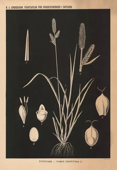 Tufstarr – Carex Cæspitosa L. by Nils Johan Andersson, 1862 — digital art print download