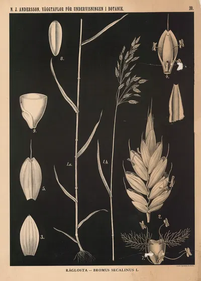 Råglosta – Bromus Secalinus L. by Nils Johan Andersson, 1862 — digital art print download