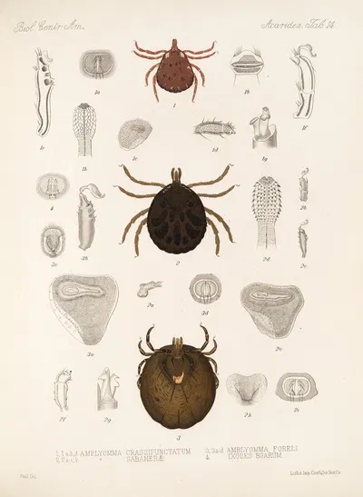 Arachnida Acaridea Pl 14 by Frederick DuCane Godman, 1879-1915 — digital art print download