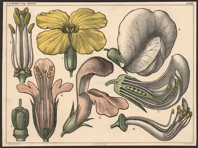 Blomstens bygning II by Нильс Сковгорд, 1879 — digital art print download