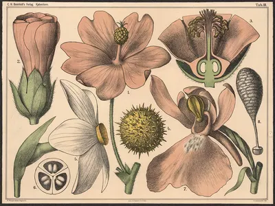 Blomstens bygning III by Нильс Сковгорд, 1879 — digital art print download