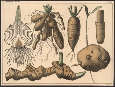 Underjordisk stængel og rod by Нильс Сковгорд, 1879 — digital art print download