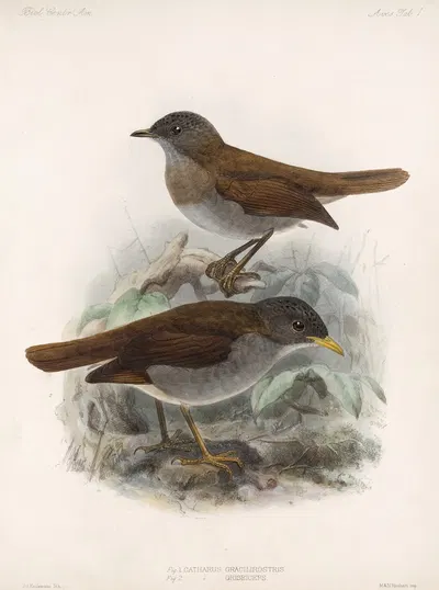 Aves Pl 01 by Frederick DuCane Godman, 1879-1915 — digital art print download