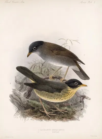 Aves Pl 02 by Frederick DuCane Godman, 1879-1915 — digital art print download