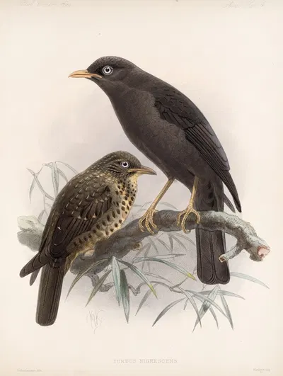 Aves Pl 04 by Frederick DuCane Godman, 1879-1915 — digital art print download
