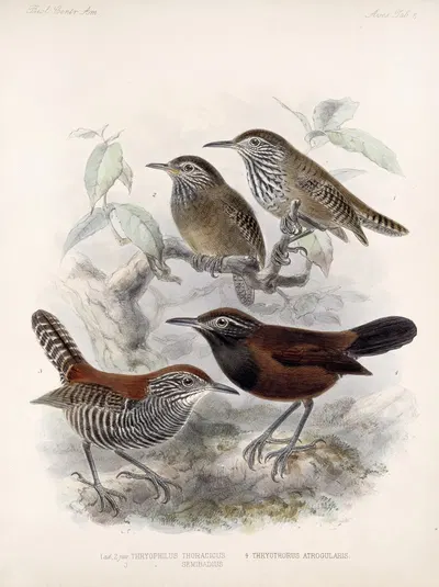Aves Pl 06 by Frederick DuCane Godman, 1879-1915 — digital art print download