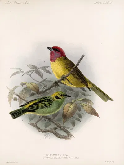 Aves Pl 18 by Frederick DuCane Godman, 1879-1915 — digital art print download