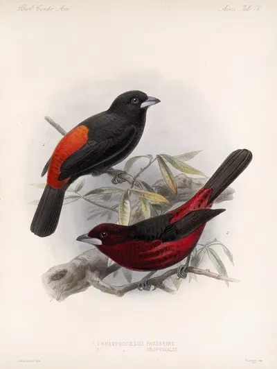 Aves Pl 19 by Frederick DuCane Godman, 1879-1915 — digital art print download