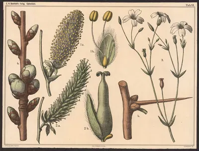 Blomsterstand m.v. by Нильс Сковгорд, 1879 — digital art print download