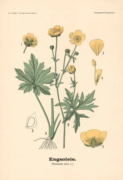 Engsoleie. (Ranunculus acris, L.) by Olaf Alfred Hoffstad, 1899 — digital art print download