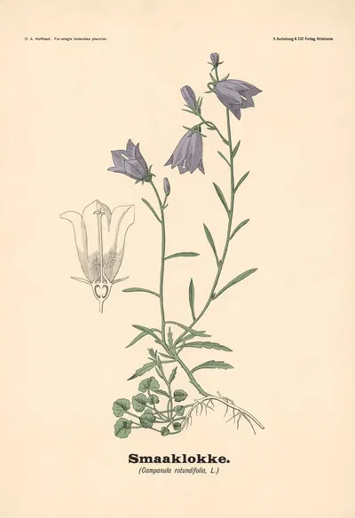 Smaaklokke. (Campanula rotundifolia, L.) by Olaf Alfred Hoffstad, 1899 — digital art print download