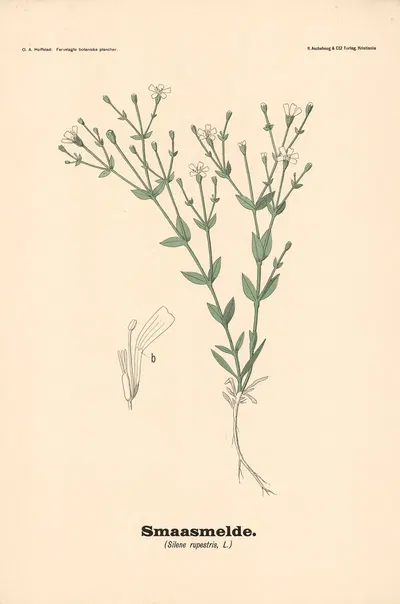 Smaasmelde. (Silene rupestris, L.) by Olaf Alfred Hoffstad, 1899 — digital art print download