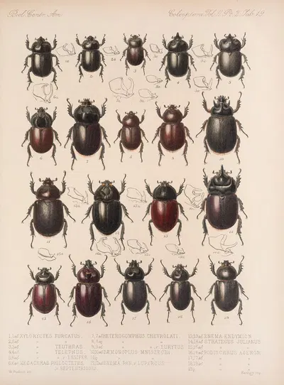 Insecta Coleoptera Pl 019 by Frederick DuCane Godman, 1879-1915 — digital art print download