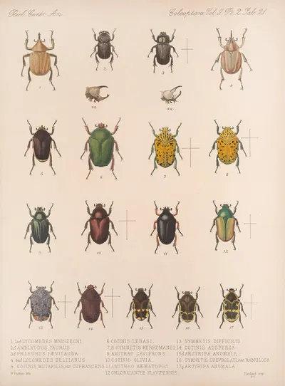 Insecta Coleoptera Pl 021 by Frederick DuCane Godman, 1879-1915 — digital art print download