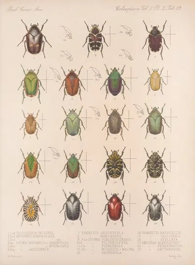 Insecta Coleoptera Pl 022 by Frederick DuCane Godman, 1879-1915 — digital art print download