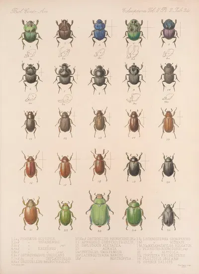 Insecta Coleoptera Pl 024 by Frederick DuCane Godman, 1879-1915 — digital art print download