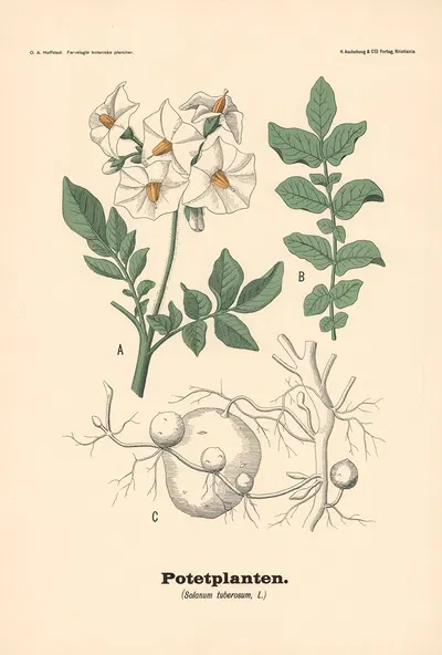 Potetplanten. (Solanum tuberosum, L.) by Olaf Alfred Hoffstad, 1899 — digital art print download