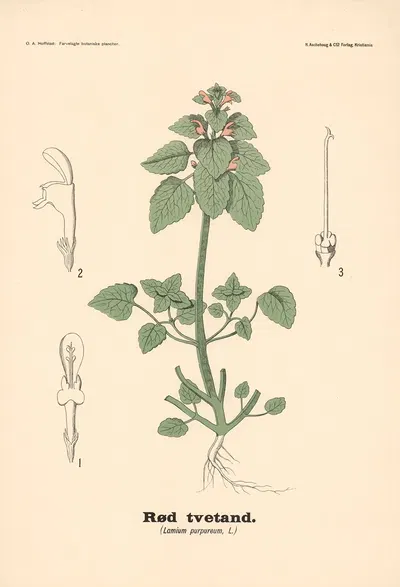 tvetand. (Lamium purpureum, L.) by Olaf Alfred Hoffstad, 1899 — digital art print download