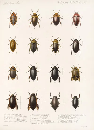 Insecta Coleoptera Pl 038 by Frederick DuCane Godman, 1879-1915 — digital art print download