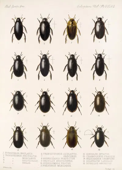 Insecta Coleoptera Pl 039 by Frederick DuCane Godman, 1879-1915 — digital art print download