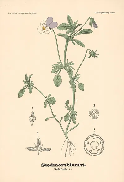 Stedmorsblomst. (Viola tricolor, L.) by Olaf Alfred Hoffstad, 1899 — digital art print download