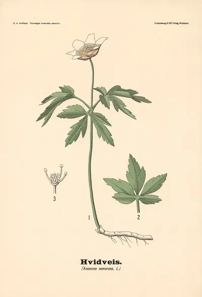 Hvidveis. (Anemone nemorosa, L.) by Olaf Alfred Hoffstad, 1899 — digital art print download
