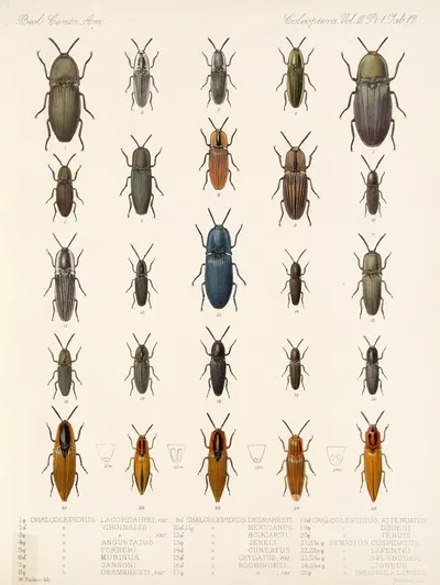 Insecta Coleoptera Pl 067 by Frederick DuCane Godman, 1879-1915 — digital art print download