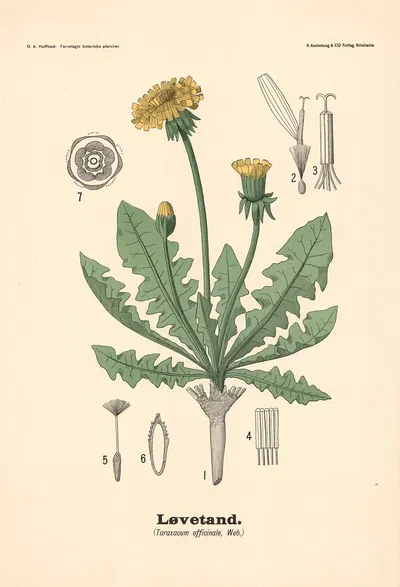 Løvetand. (Taraxacum officinale, Web.) by Olaf Alfred Hoffstad, 1899 — digital art print download