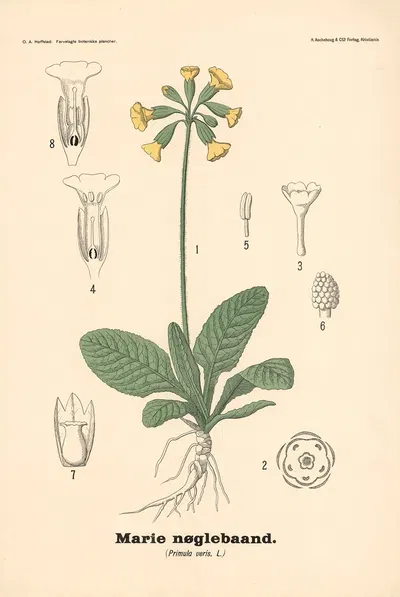 Marie nøglebaand. (Primula veris, L.) by Olaf Alfred Hoffstad, 1899 — digital art print download